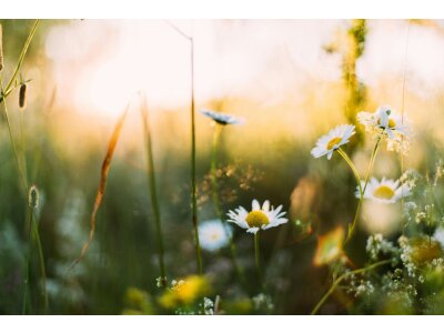 Весенние наклейки