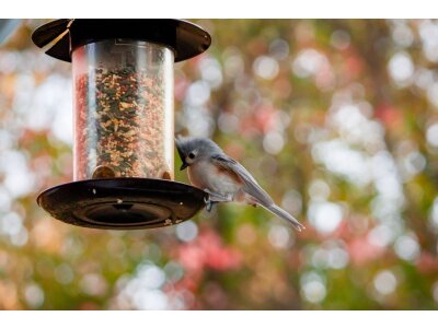 Hrănitoare pentru păsări