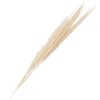 Clayre & Eef 5DF0021 Sušené květiny 90 cm (10) Bílá