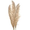 Clayre & Eef 5DF0044 Dekorativní tráva pampas Natural Colours 70cm sada 5 ks
