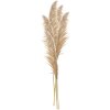 Clayre & Eef 5DF0044 Dekorativní tráva pampas Natural Colours 70cm sada 5 ks