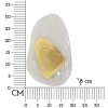 Mauro Ferretti nástěnné svítidlo Ozean Gold E14 21x8x31 cm zlatá bílá