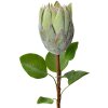 Clayre & Eef Umělé květiny 6PL0389GR Zelená 65 cm Protea Plastové