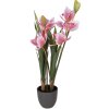 Clayre & Eef umělá rostlina Cattleya Hybrida růžově-zelená 55 cm