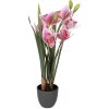 Clayre & Eef umělá rostlina Cattleya Hybrida růžově-zelená 55 cm