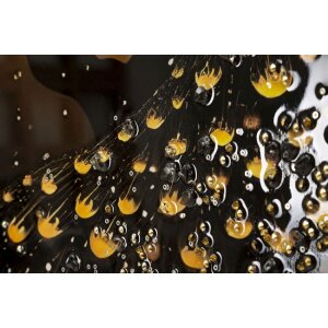 Mauro Ferretti Nástěnný obraz „Páv“ s rámečkem 70x100 cm